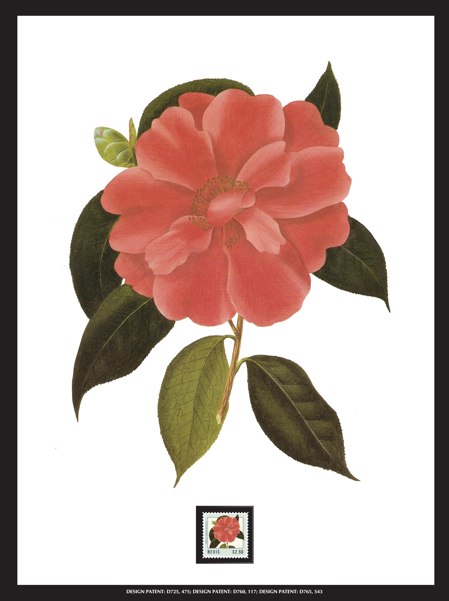 Camellia Framed Wall Art with Postage Stamp